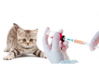 Вакцинация и дегельминтизация кошек. Профилактика от инфекционных заболеваний. Рекомендации и обзоры ветеринарных препаратов.